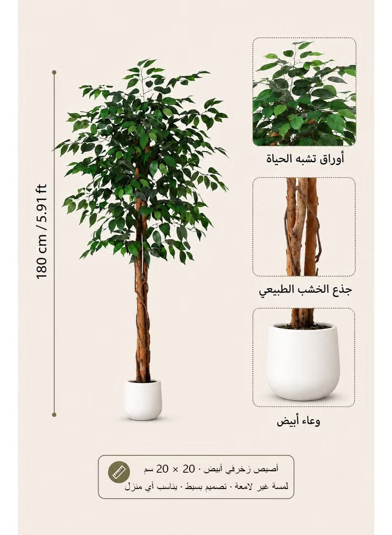 Artificial Ficus Trees with White Pot – 120cm/150cm/180cm Faux Plant